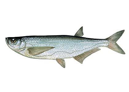 Kaze Pelecus cultratus... Autors: Sperovs Latvijas zivis