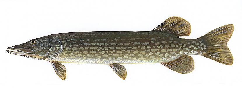 Līdaka Esox lucius Izplatība... Autors: Sperovs Latvijas zivis