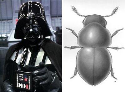 Agathidium Vaderi Šo vaboļu... Autors: elements Dzīvnieki, kurus nosauca slavenību vārdos.