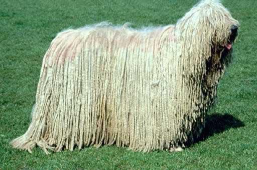 3 Komondora suns Komondor Dog Autors: VinijsPūks 25 pasaules jocīgākie dzīvnieki