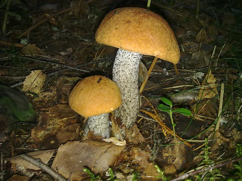 sākām ar knapu gaismiņu lai... Autors: LNT Degpunkts Rudens - sēņu laiks