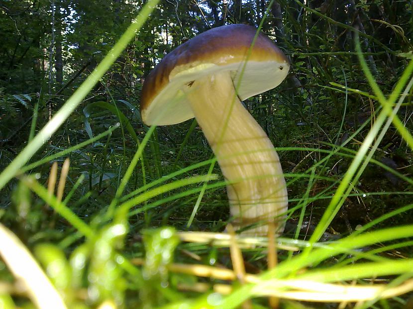 Autors: LNT Degpunkts Rudens - sēņu laiks