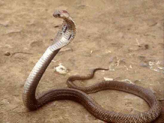 Philippine Cobra Filipīnu... Autors: qfd2 10 indīgākās čuskas pasaulē.
