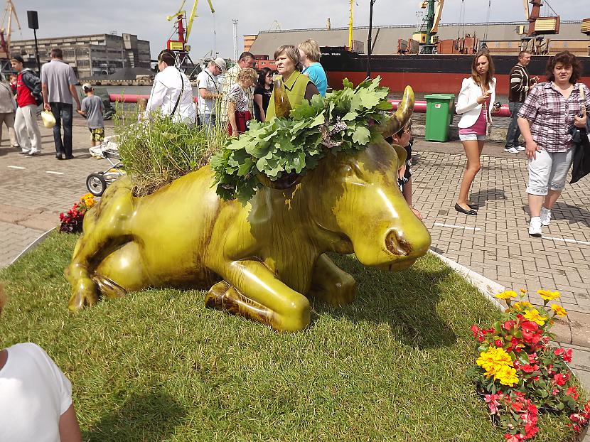 Ventspils Zāļu govs... Autors: rutazeva ''Govju parāde'' Ventspilī.