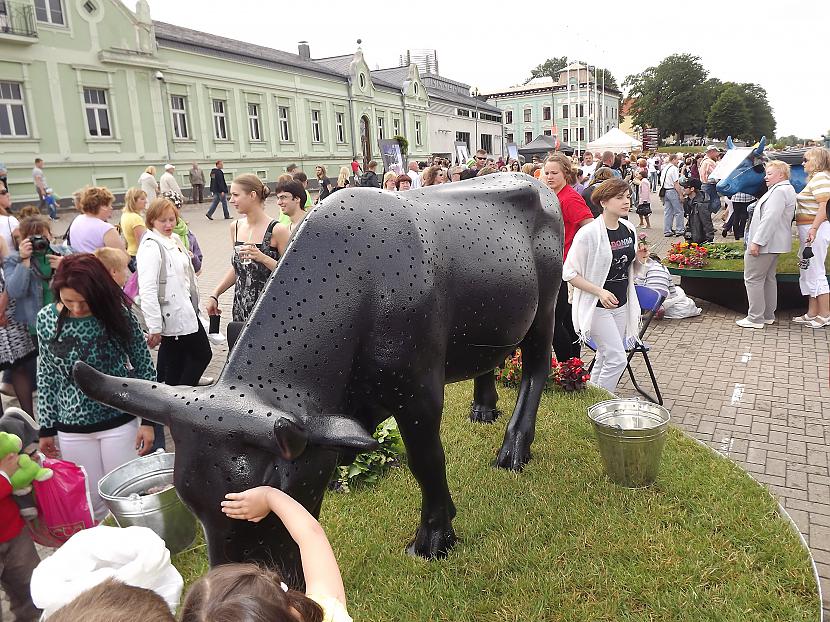 Piena ceļscaron Tikai... Autors: rutazeva ''Govju parāde'' Ventspilī.