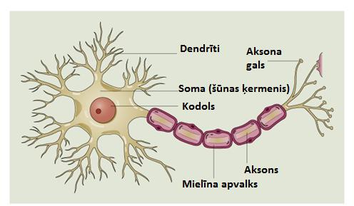 Neirons ir nervu scaronūna... Autors: Aurelius Kā rodas «bezfilma» un citi fakti par smadzenēm