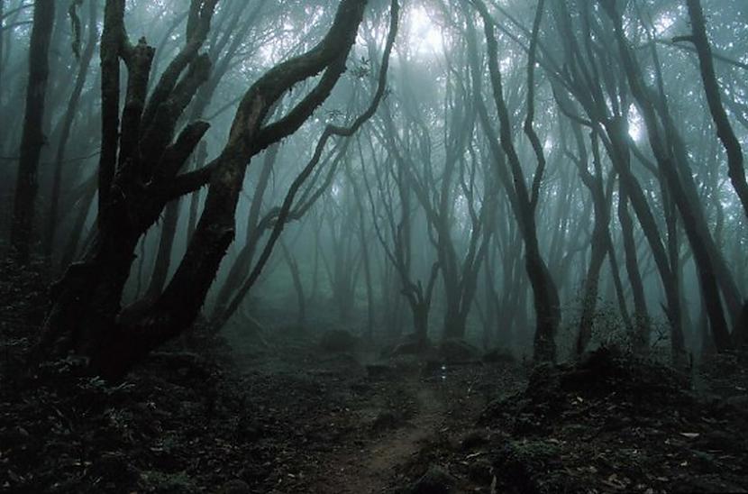 Aokigahara tiek saistīta... Autors: Lestets Aokigahara mežs