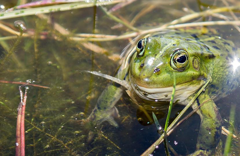 Autors: zmpi Jaukas un nejaukas bildītes.