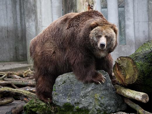 Stāja Omnivorviem dabā ir... Autors: FoxRio Cilvēks ir herbivorvs vai omnivorvs?