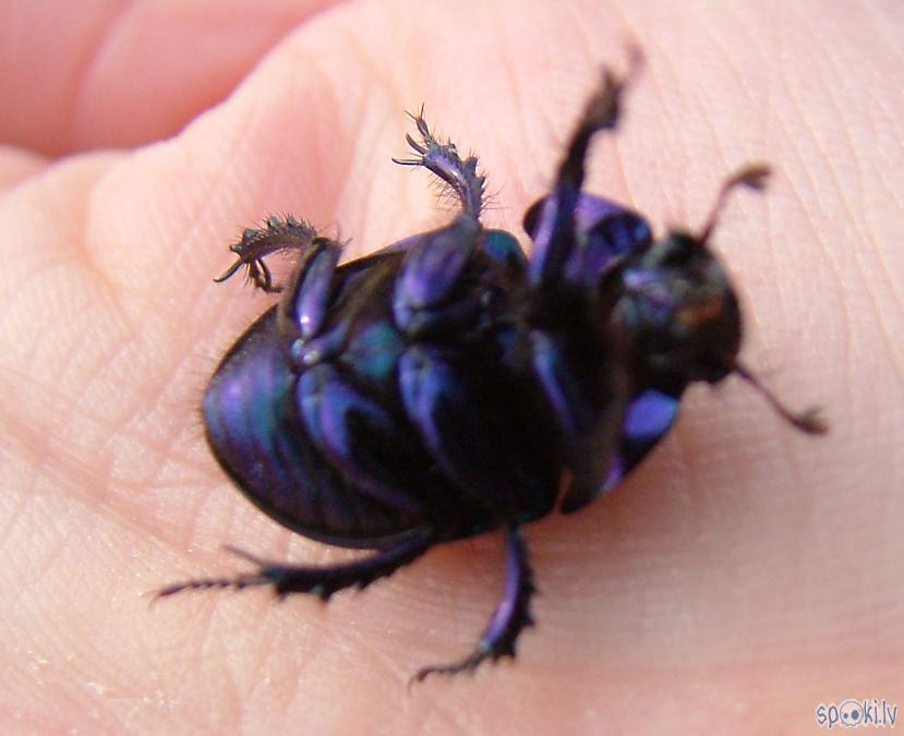 Autors: Strāvonis Akacene