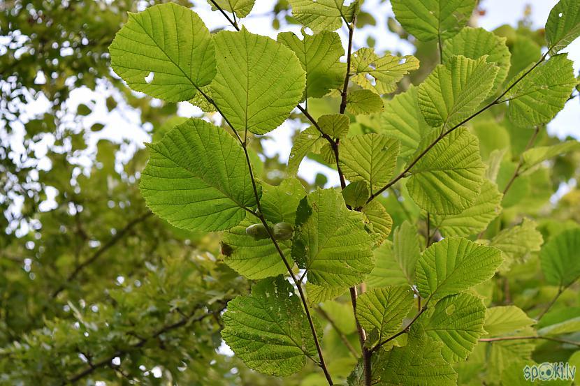 Autors: Strāvonis Lazda