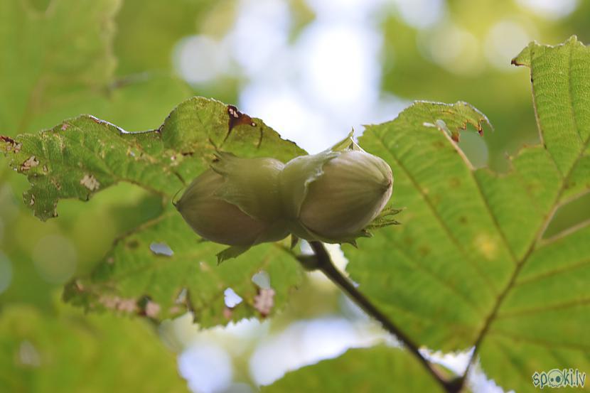Autors: Strāvonis Lazda