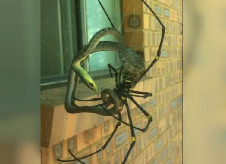 Vai es pieminēju simtkājus... Autors: Lestets Nekad, nekad nebrauciet uz Austrāliju