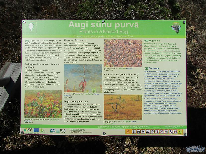 Autors: pyrathe Pastaiga pa Ķemeru tīreļa laipu taku