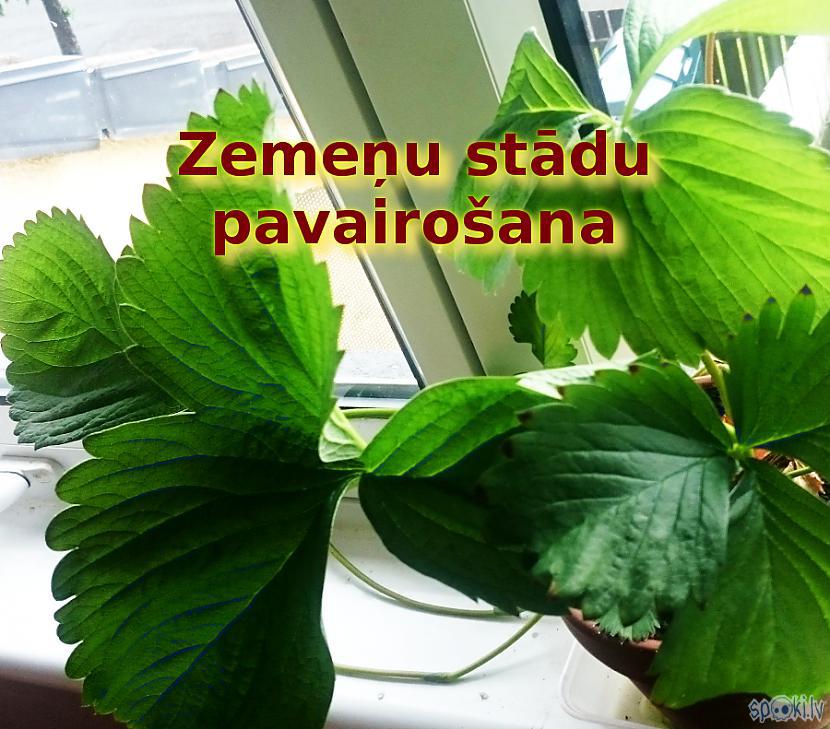 Autors: Strāvonis Zemeņu stādu pavairošana, zemeņu atjaunošana