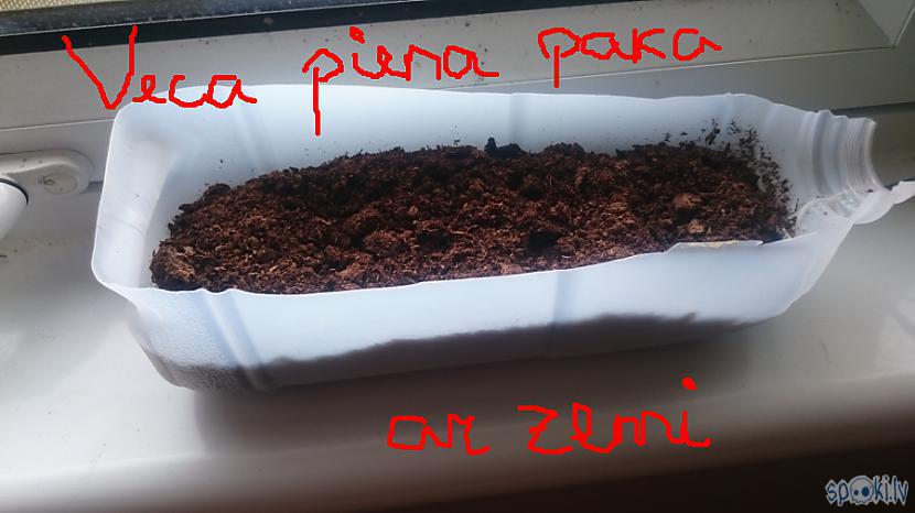Autors: Strāvonis Zemeņu stādu pavairošana, zemeņu atjaunošana