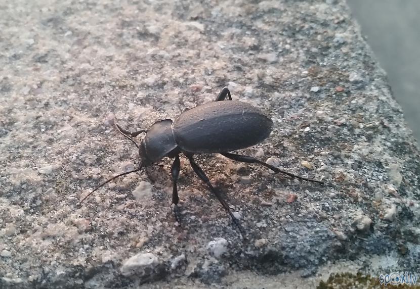 Pa ceļam satiku vēl... Autors: pyrathe Daži vakari pludmalē ar metāla detektoru