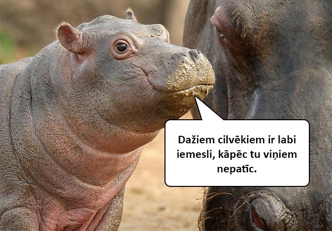 Autors: matilde Dzīvnieku mazuļi atklās tev skarbo dzīves patiesību