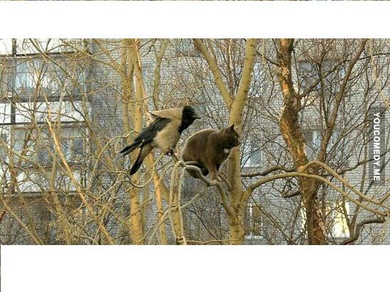 Atsauktie ugunsdzēsēji teica... Autors: Briežu Pačuha Kā dabūt kaķi lejā no koka.