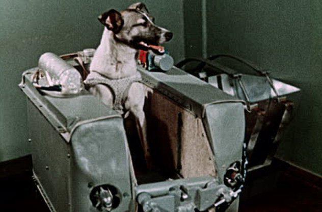 Laika bija pārbijusies Laika... Autors: Kornēlijs Zipidrics 10 traģiski fakti par Laiku - pirmo suni kosmosā