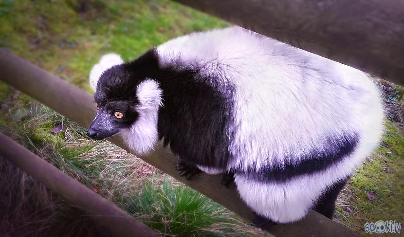 Madagaskaras... Autors: The Travel Snap Unikāls zoodārzs pilsdrupās!
