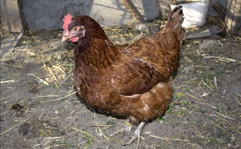 Zilais pāvs Brūnais trusis ... Autors: Lestets Trakākās atomieroču idejas