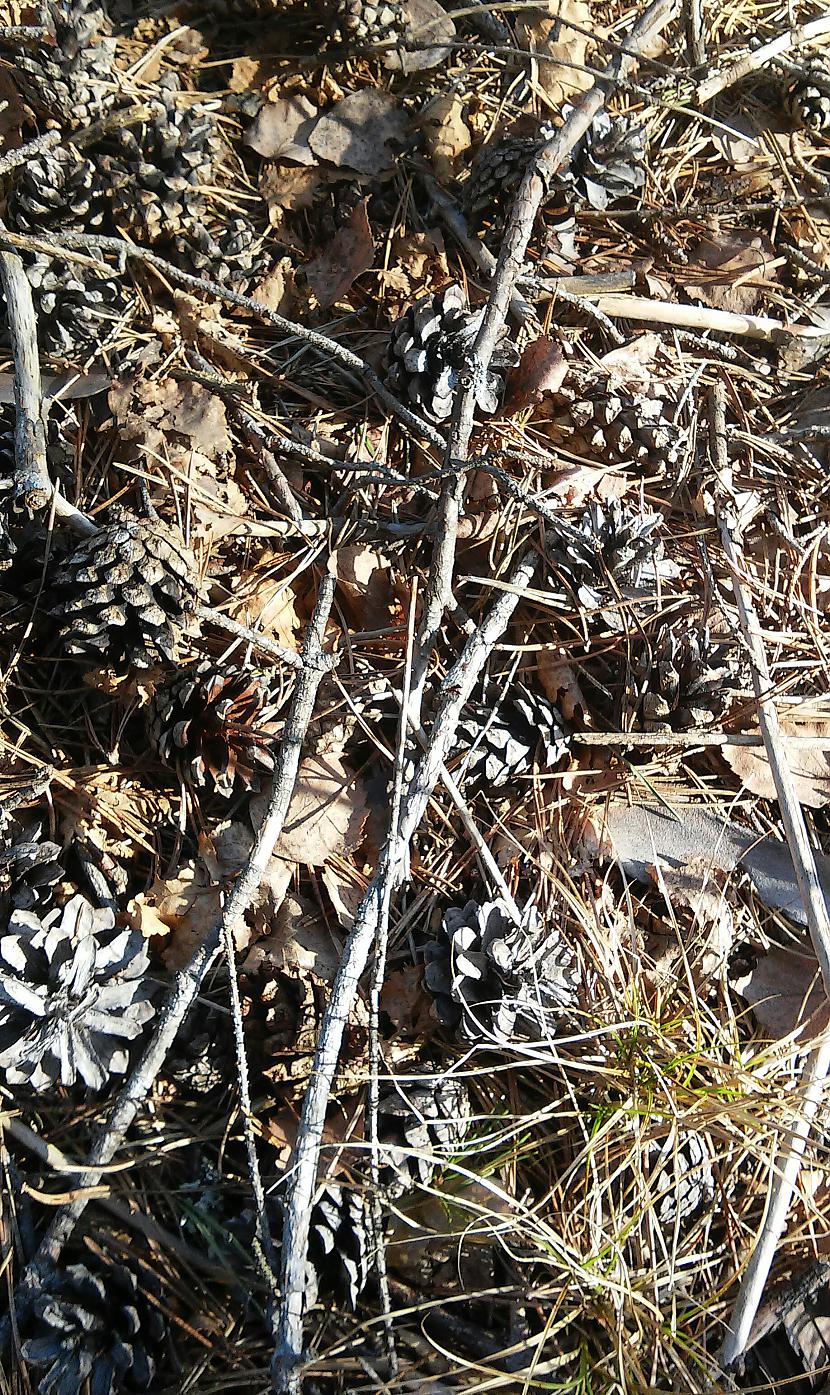 Autors: Ciema Sensejs Pastaiga pa mežu