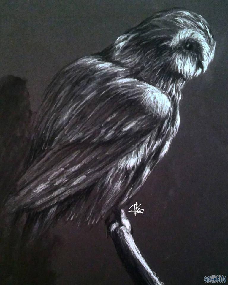 Melnbalta pūcīte Autors: Rhaa Sketchbook #6