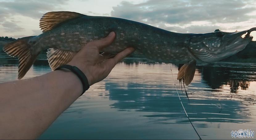 Autors: Artfilm Dabas Bērns - Cīņa ar Līdaku (pike fishing)