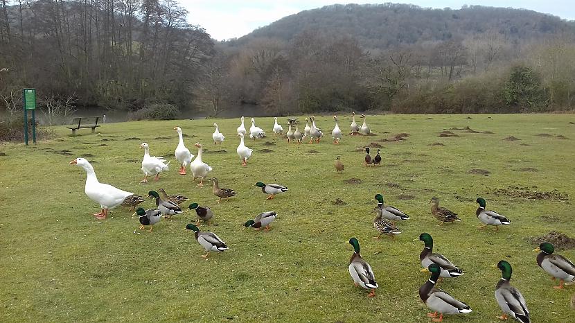 Autors: Griffith Hollybed Common, Malvern, Worcestershire - lauku reģions.