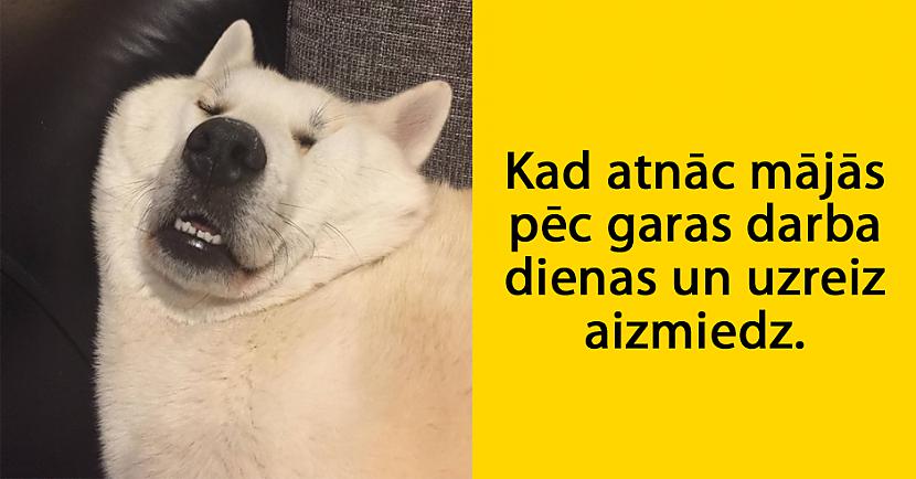 Autors: matilde 24 attēli, kas pierāda to, ka mājdzīvnieki ir tie paši cilvēki tikai ar kažoku