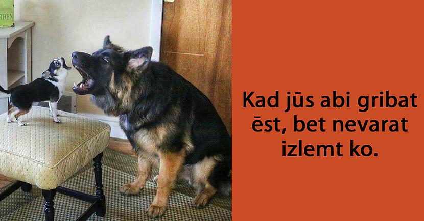 Autors: matilde 24 attēli, kas pierāda to, ka mājdzīvnieki ir tie paši cilvēki tikai ar kažoku