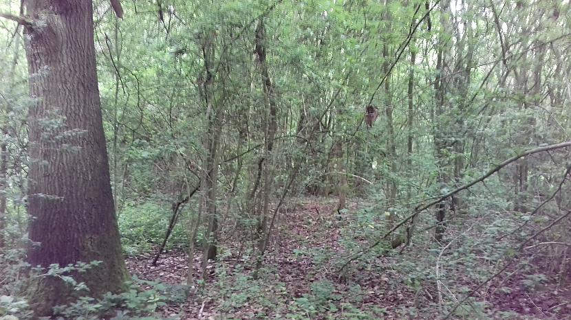 Autors: Griffith Pēdējā maija diena, 31.5.18
