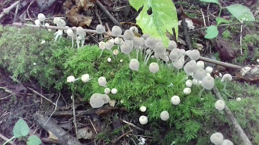 Bara tintenes mazvērtīgas un... Autors: Griffith Pēdējā maija diena, 31.5.18