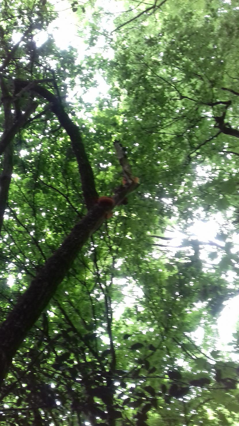 Pascaronas lielākās bija... Autors: Griffith Pēdējā maija diena, 31.5.18