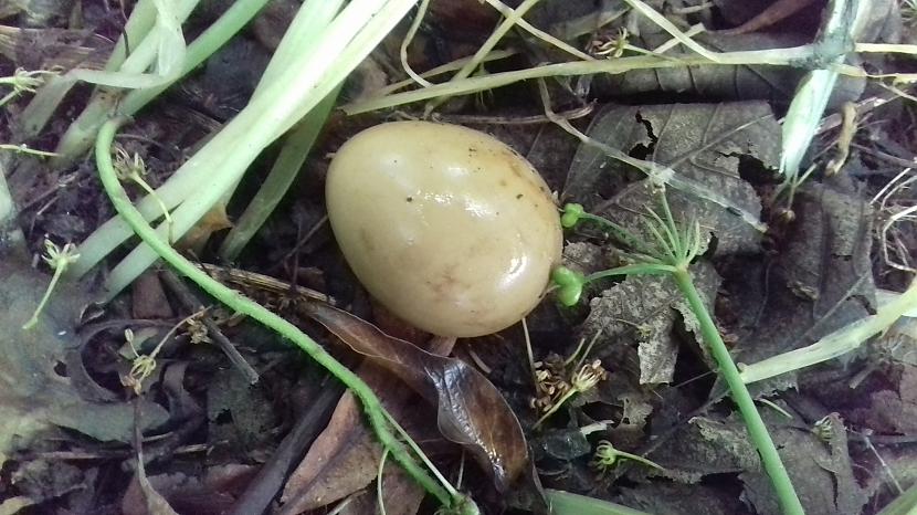 Atradu arī pilnu olu... Autors: Griffith Pēdējā maija diena, 31.5.18