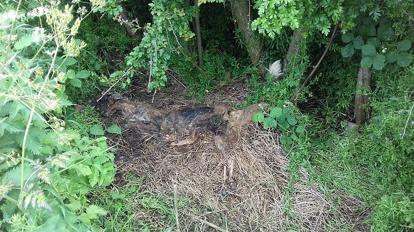 Autors: Griffith Pēdējā maija diena, 31.5.18
