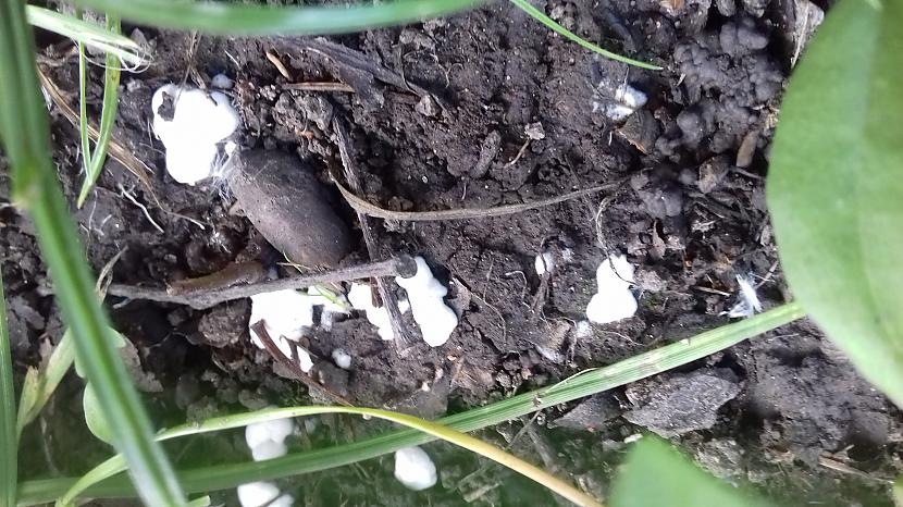 Nezināma gļotsēnenbsp Autors: Griffith Pēdējā maija diena, 31.5.18