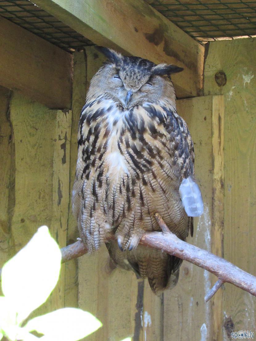 Autors: pyrathe Rīgas ZOO (svētdienas pastaiga)