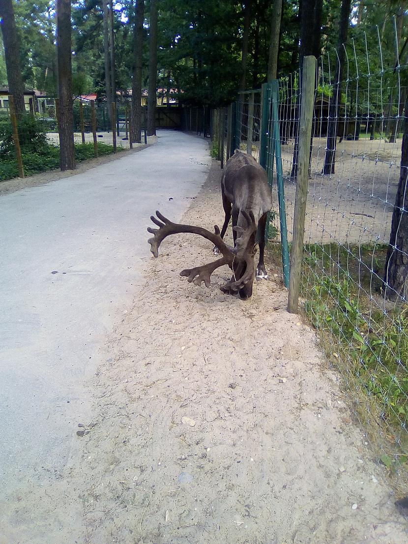 Autors: Drakonvīrs Atkal Rīgas Zooloģiskajā dārzā