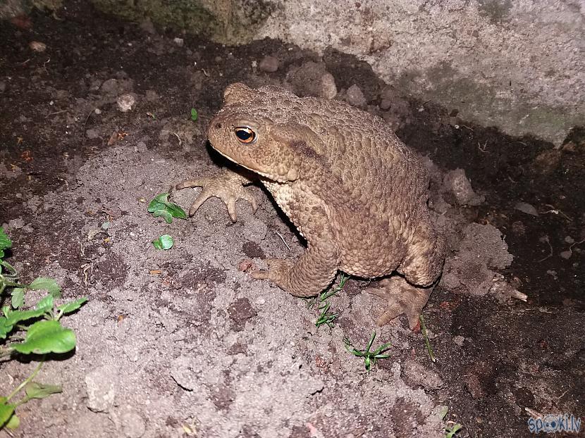 Autors: cikonia Daži dabasskati 3