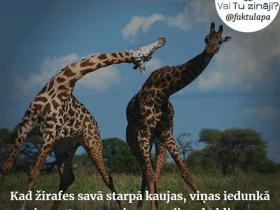 Vai Tu zināji? 3. daļa