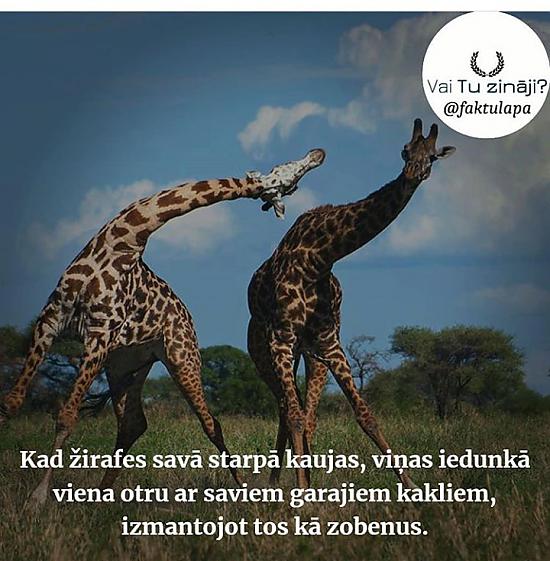 Vai Tu zināji? 3. daļa