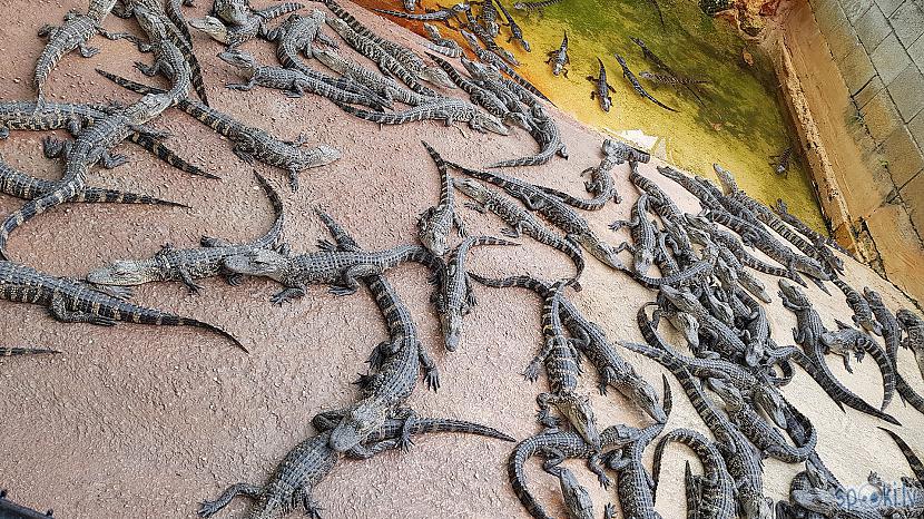 Everglades - Aligatori, brauciens ar amfībiju un Floridas dabas skaistums
