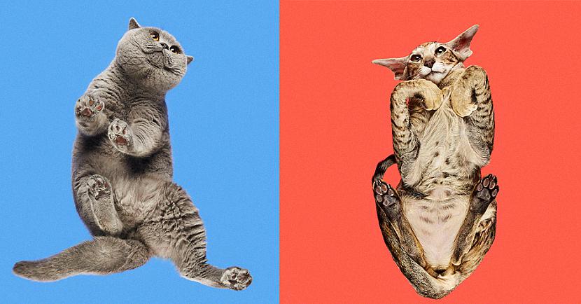 Scaronis it nemaz nav kaut... Autors: matilde «Under-cats» foto projekts lēnām sāk pārņemt visu pasauli