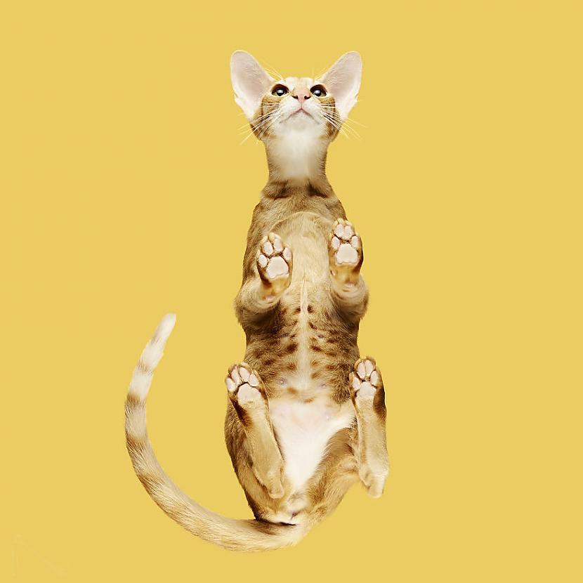 Autors: matilde «Under-cats» foto projekts lēnām sāk pārņemt visu pasauli