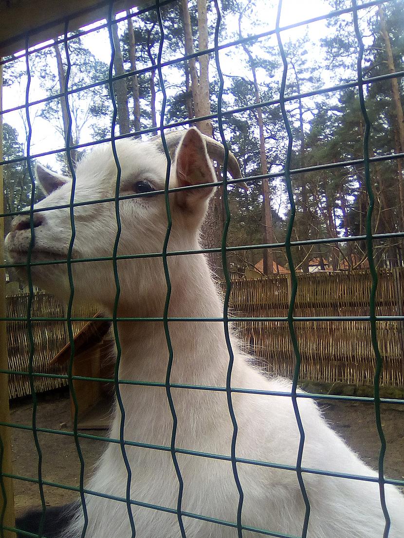 Baltmaizes dēļ gatavs kāpt... Autors: Drakonvīrs Pavasaris Rīgas Zooloģiskajā dārzā...