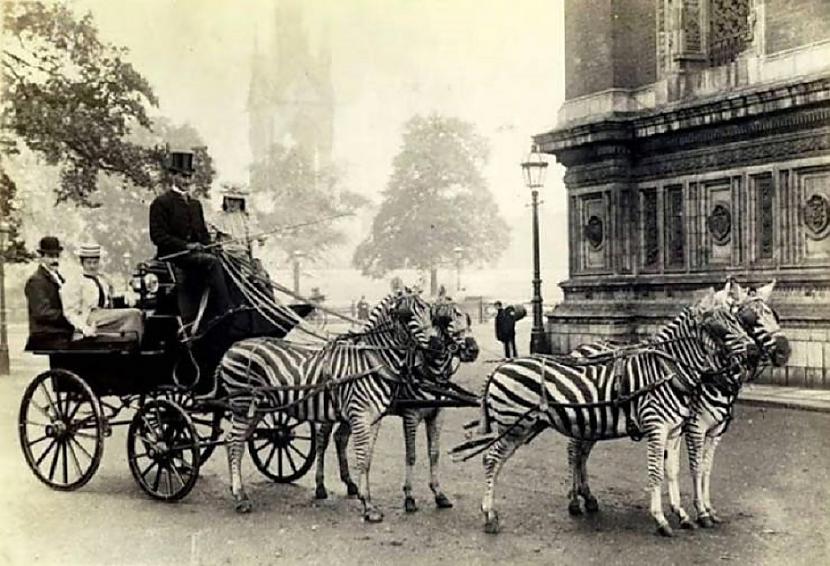 Zebru pajūgs 1905 g Autors: Lestets Jocīgas un dīvainas vēsturiskas fotogrāfijas