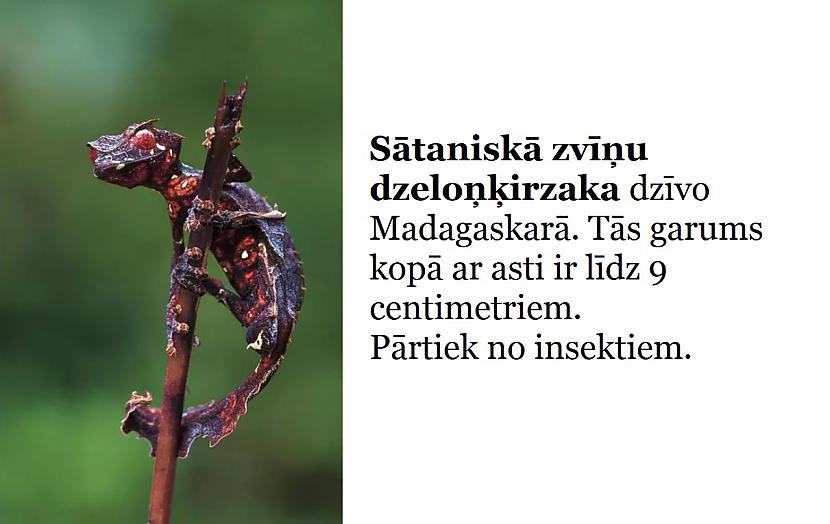 Autors: The Diāna Izglītojies: 10 attēli, kuri padarīs tevi mazliet gudrāku
