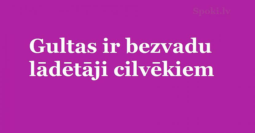 Autors: The Diāna Jociņš vajag? Humora deva lieliskam vīkendam